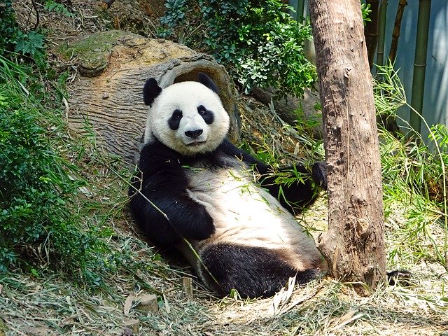The surprising connection between you and a giant panda.